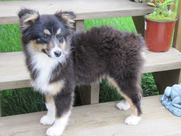 Figure 5: Sydney on the Stairs