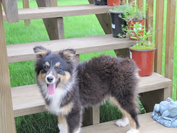 Figure 4: Sydney on the Stairs