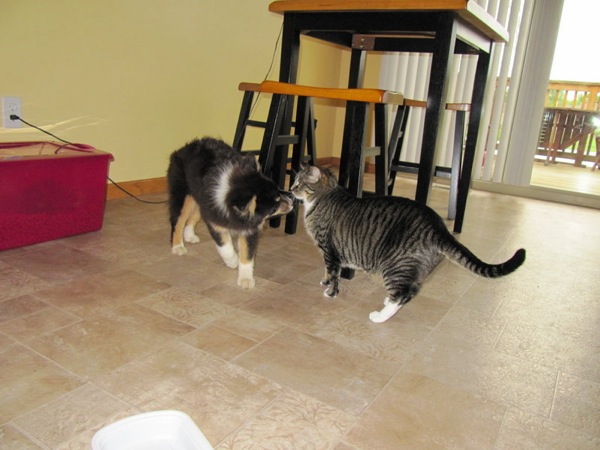 Figure 3: Sydney and Sammy in the Kitchen Hobart