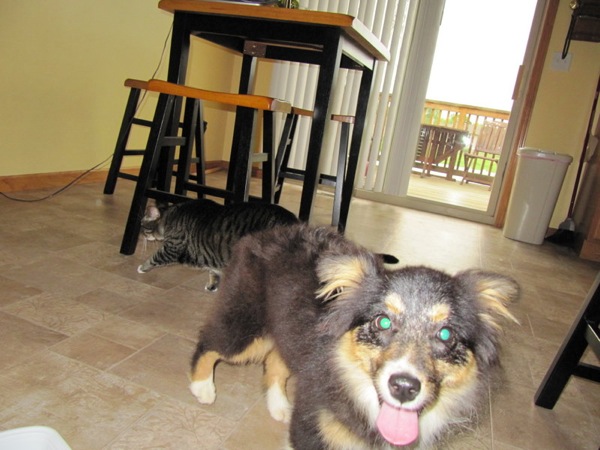 Figure 2: Sydney and Sammy in the Kitchen Hobart